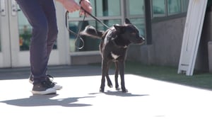 Lucky Dog, Season 5 Episode 12 image