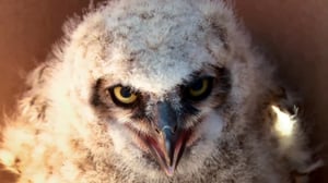 Lone Star Law, Season 6 Episode 2 image