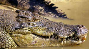 The Crocodile Hunter, Season 2 Episode 1 image