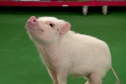 Mutt & Stuff, Season 1 Episode 12 image