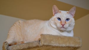 My Cat from Hell, Season 4 Episode 1 image