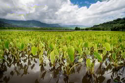 Family Ingredients, Season 1 Episode 1 image