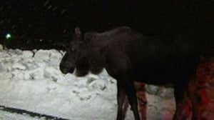 Alaska State Troopers, Season 4 Episode 18 image