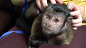 Bad Dog!, Season 3 Episode 4 image