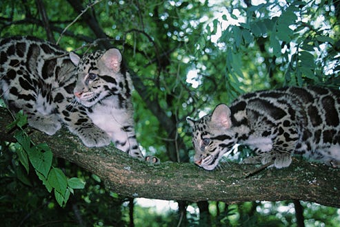 Growing Up...   Leopard - Two young clouded leopards lounge on a tree.