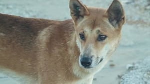 72 Dangerous Animals: Australia, Season 1 Episode 5 image