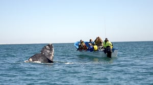 The RVers, Season 5 Episode 6 image