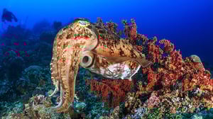 Nature, Season 34 Episode 7 image