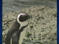 Sea Rescue, Season 1 Episode 9 image