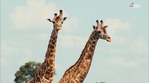 Terra Mater, Season 1 Episode 270 image