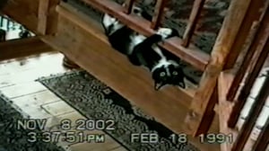 Funniest Pets & People, Season 2 Episode 15 image