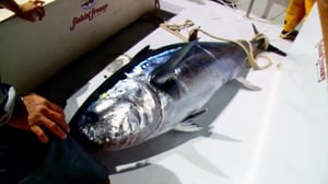 Wicked Tuna: North vs. South, Season 1 Episode 7 image