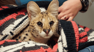 Animal ER, Season 2 Episode 6 image