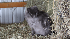 The Incredible Dr. Pol, Season 3 Episode 6 image