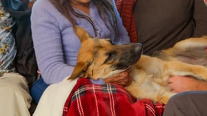 The Wizard of Paws, Season 5 Episode 8 image