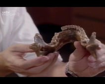 Horizon, Season 32 Episode 8 image