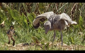 Andy's Safari Adventures, Season 1 Episode 3 image