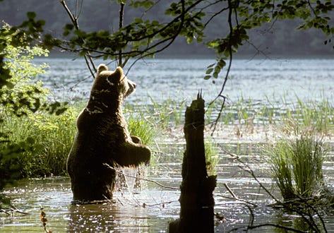 Nature "Land of the Falling Lakes" - Brown bear on the shore of the Plitvice lake.