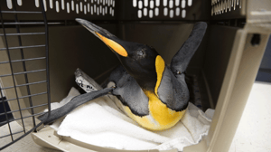 Animal ER, Season 2 Episode 8 image