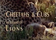 Nature, Season 11 Episode 11 image