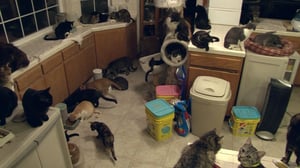 Confessions: Animal Hoarding, Season 1 Episode 3 image