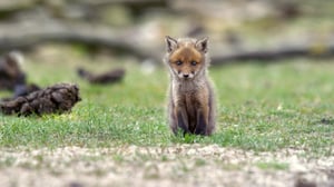 Terra Mater, Season 1 Episode 332 image