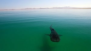 Big Pacific, Season 1 Episode 3 image