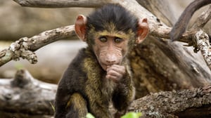 Serengeti, Season 1 Episode 2 image