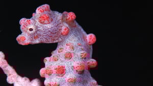 Planet Earth, Season 1 Episode 9 image