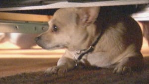 Dog Whisperer, Season 5 Episode 6 image