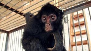 Dodo Heroes, Season 1 Episode 4 image