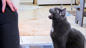 My Cat from Hell, Season 4 Episode 7 image