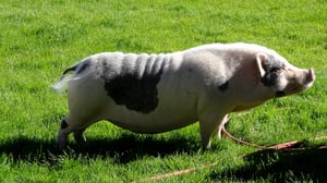 Dr. Jeff: Rocky Mountain Vet, Season 3 Episode 10 image