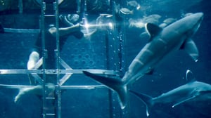 Jeremy Wade's Dark Waters, Season 1 Episode 8 image