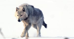 Nature, Season 31 Episode 8 image