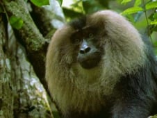 Nature, Season 17 Episode 9 image