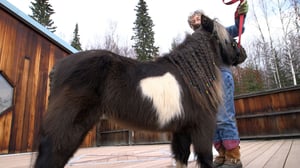 Dr. Dee: Alaska Vet, Season 1 Episode 5 image