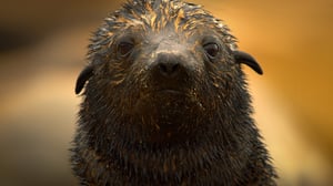 Earth at Night in Color, Season 2 Episode 5 image