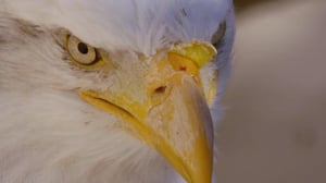 Explorer, Season 11 Episode 3 image