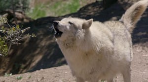 Wolves and Warriors, Season 1 Episode 8 image