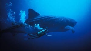 Nature, Season 17 Episode 2 image