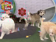 The Price is Right, Season 46 Episode 15 image