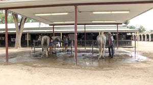 Little Britches Rodeo, Season 3 Episode 15 image