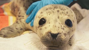 Alaska Animal Rescue, Season 2 Episode 4 image