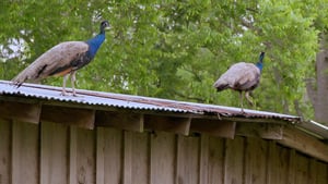 Cajun Pawn Stars, Season 2 Episode 14 image