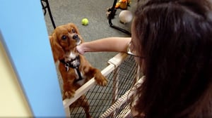 Dogs 101, Season 1 Episode 7 image