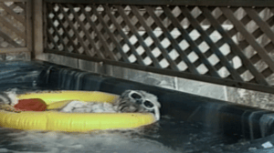 America's Funniest Home Videos, Season 13 Episode 15 image