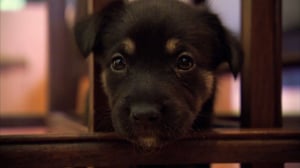 Too Cute!, Season 2 Episode 3 image