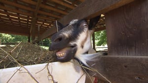 Tennessee Crossroads, Season 32 Episode 50 image