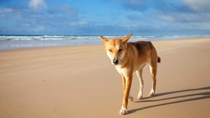 The Crocodile Hunter, Season 2 Episode 4 image